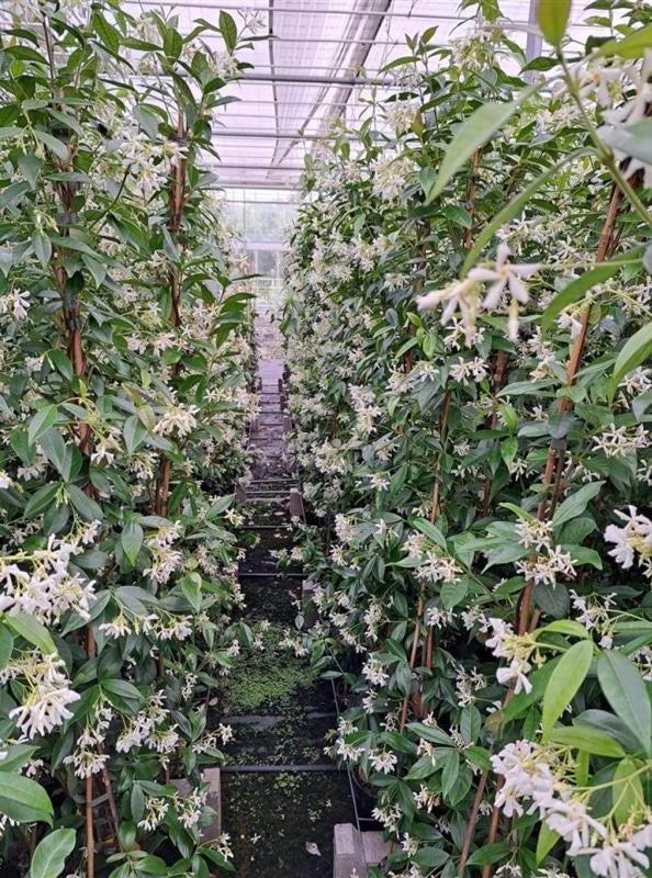 Trachelospermum jasminoides Toscaanse jasmijn, Ophalen of Verzenden