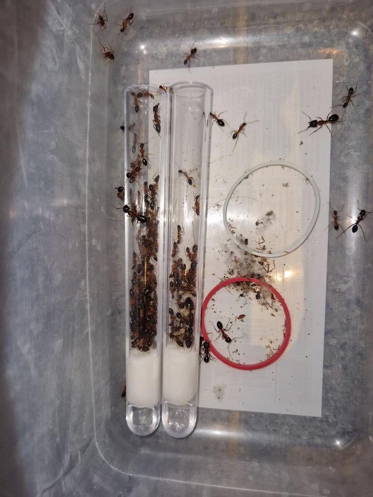 Camponotus pilicornis 1q 50-100w | colonie de fourmis, Fourmis