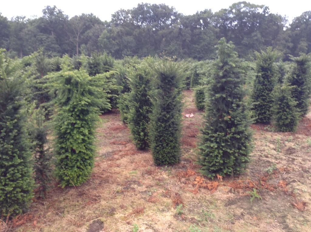 Haies persistantes et conifères à Riemst, Enlèvement, En pot, 100 à 250 cm