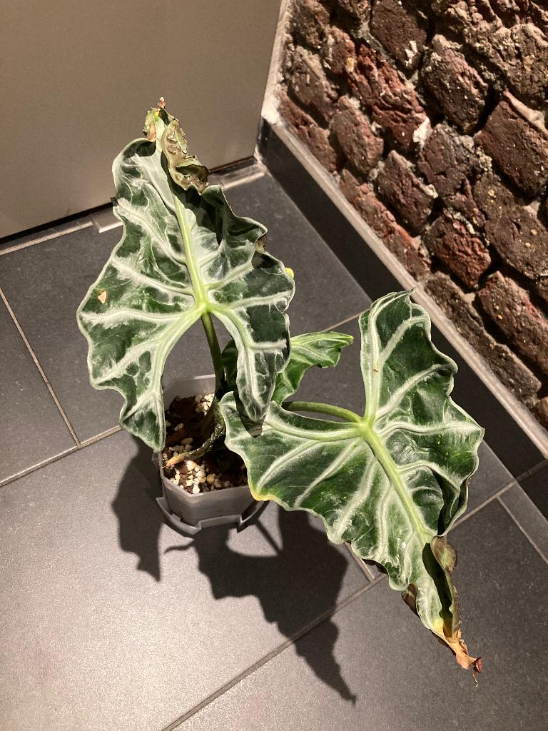 Alocasia Loco, Overige soorten, In pot, Minder dan 100 cm, Groene kamerplant