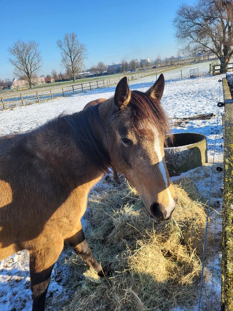 Paardenstal en weidegang, Dieren en Toebehoren, Weidegang, 2 of 3 paarden of pony's