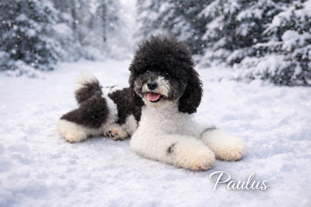 Harlekijn Dwerg poedel dekreu | 32cm | FCI | volledig getest, Dieren en Toebehoren, Poedel, Reu, Parvo, Eén hond