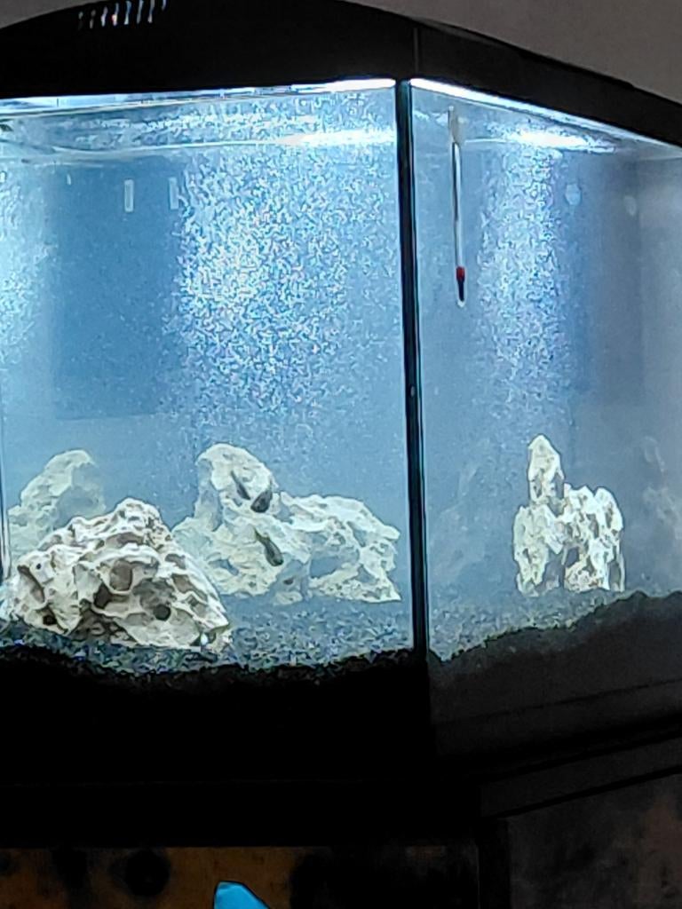 Gezocht, guppies, platty, s tettras  West-vlaanderen, Dieren en Toebehoren