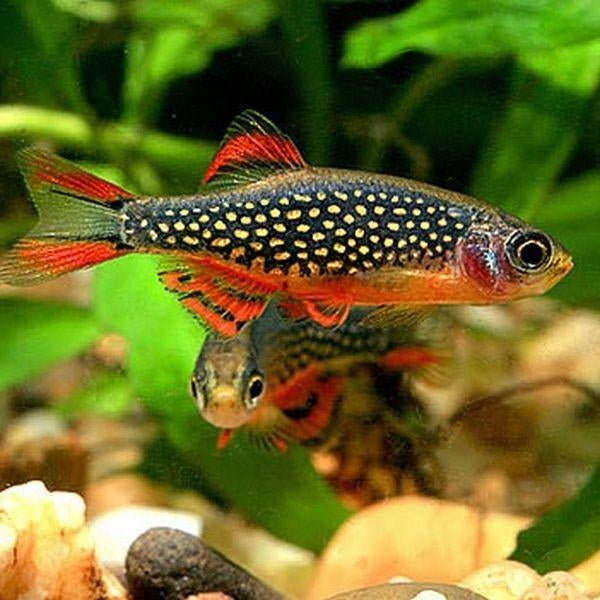 Rasbora galaxy, Dieren en Toebehoren, Vissen | Aquariumvissen