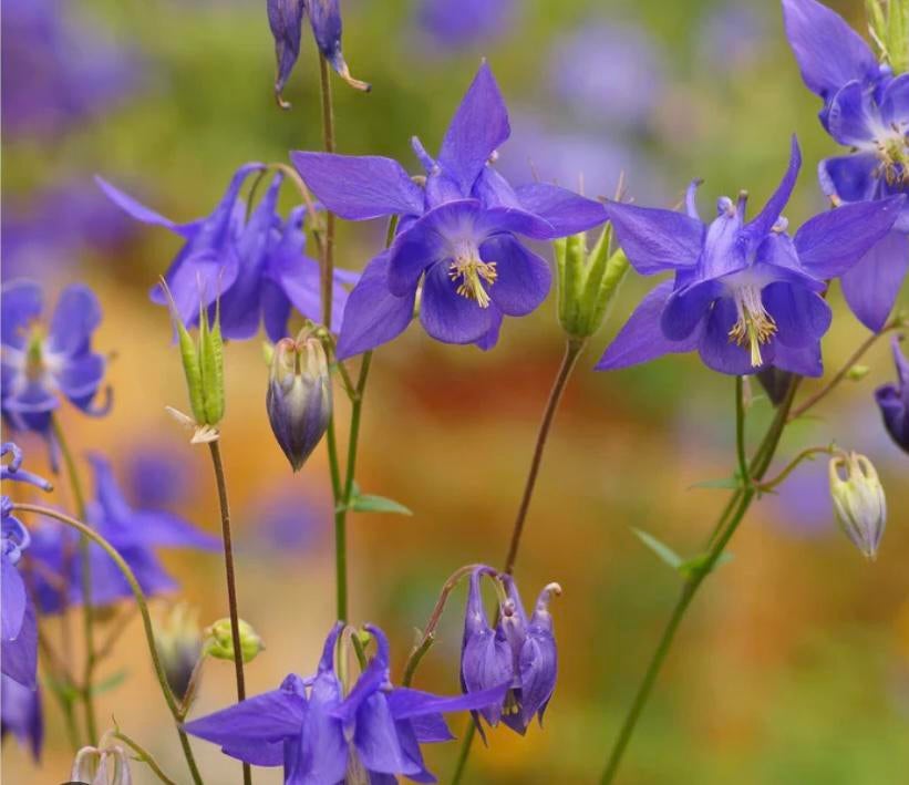 Aquilegia vulgaris (Akelei) 0474 71 22 47, Tuin en Terras, Planten | Tuinplanten, Ophalen, Zomer, Vaste plant, Volle zon