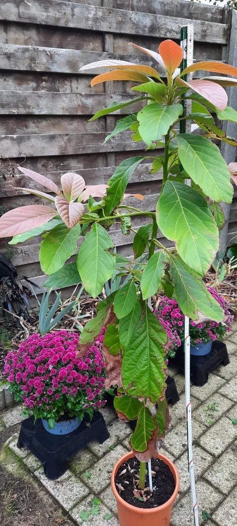 Avocado boompje, Ophalen, Vaste plant, Fruitplanten