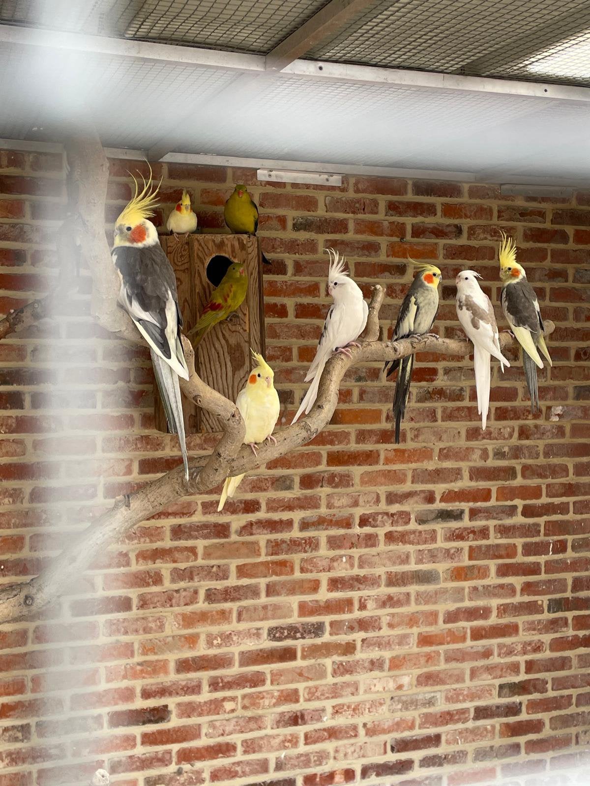 Mooie valkparkieten te koop uit goede bloedlijnen., Dieren en Toebehoren, Vogels | Parkieten en Papegaaien, Meerdere dieren, Parkiet