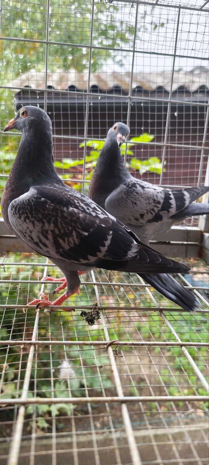 Jan Aarden pigeon