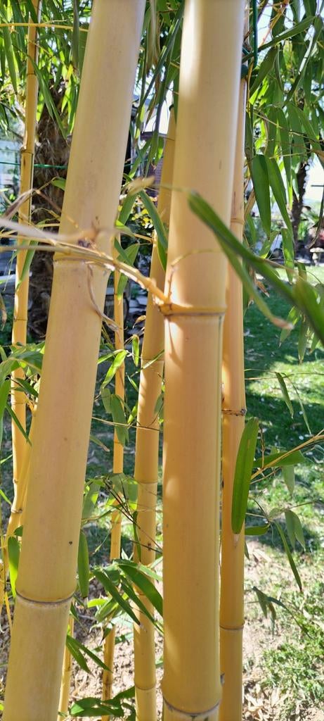 phyllostachys vivax aureocaulis, Ophalen, Lente