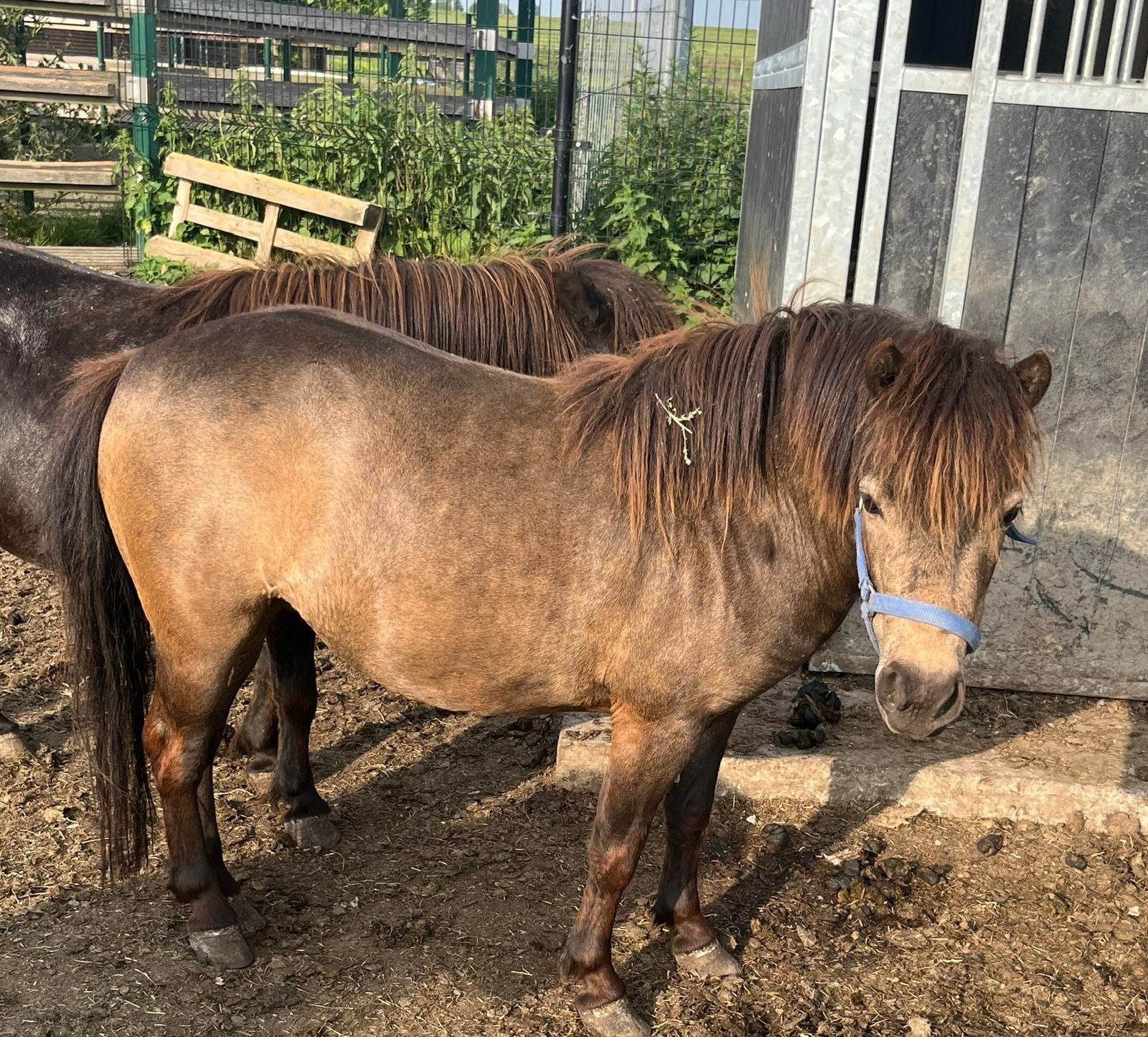 Miniatuurpaarden amha - amhr
