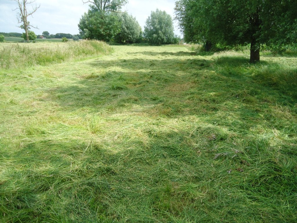 hooi te koop eind van de week kleine ballootjes, Dieren en Toebehoren, Schapen, Geiten en Varkens, Geslacht onbekend, Schaap, 0 tot 2 jaar