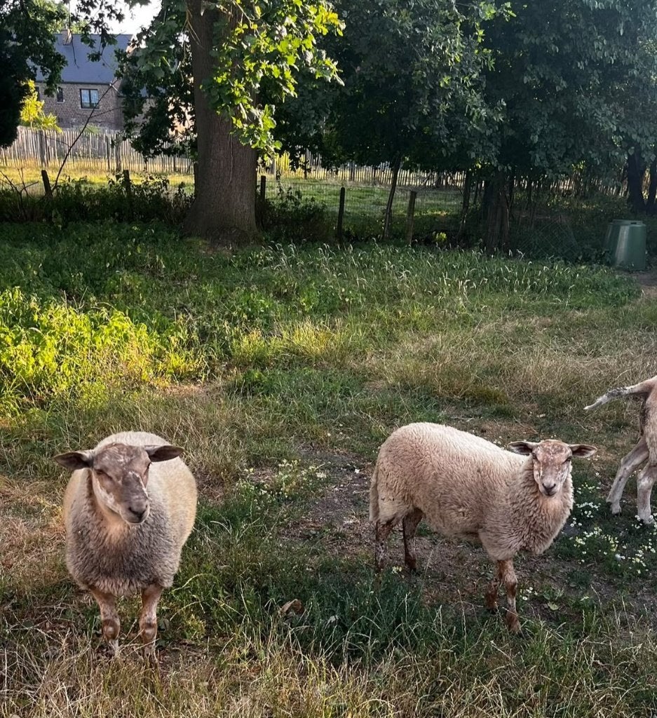 Ooilam en ramlam, kruising ardense voskop schaap, Animaux & Accessoires, Moutons, Chèvres & Cochons, Plusieurs animaux, Mouton