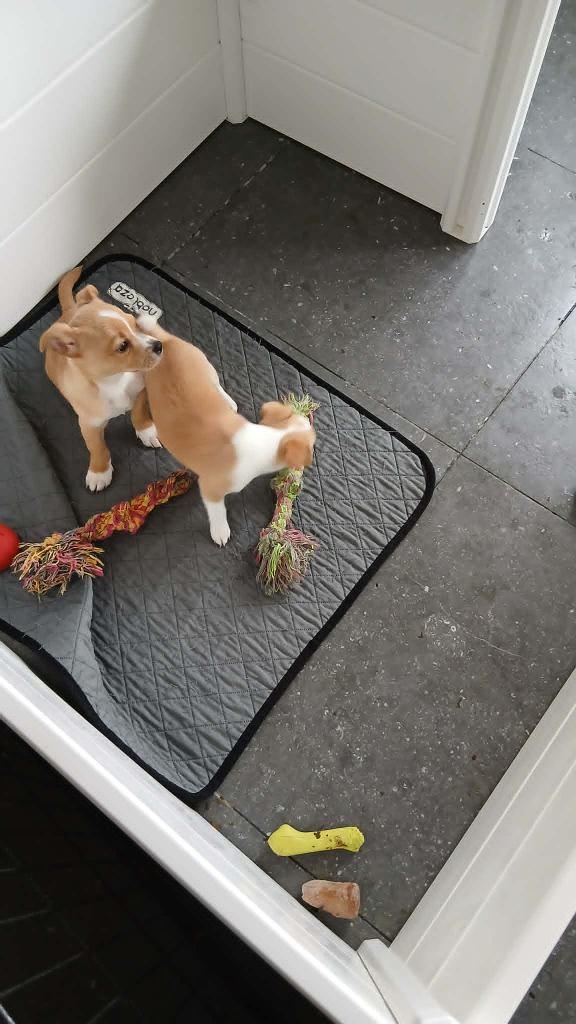 chihuahua pups, België, Fokker | Hobbymatig, Reu, 8 tot 15 weken