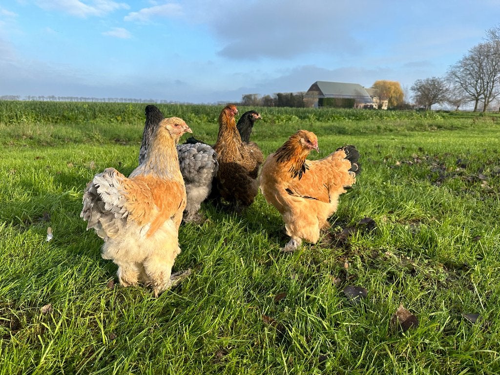Jonge tamme Brahma kippen gesekst en ingeënt, Femelle, Poule ou poulet