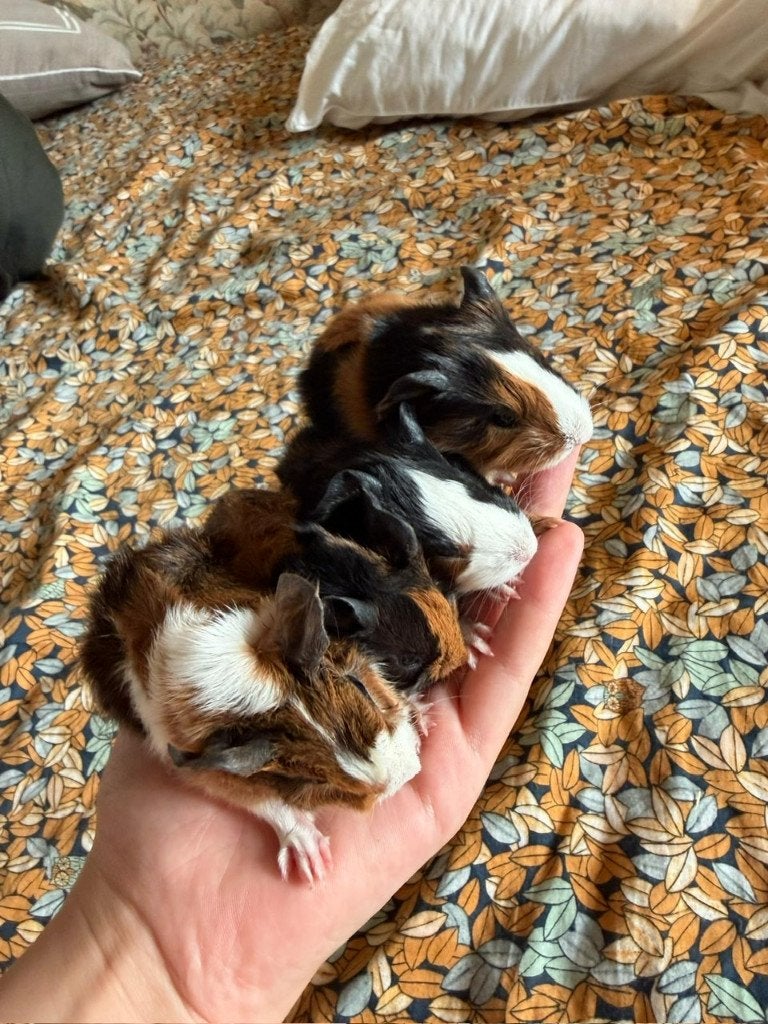 cavia's, Dieren en Toebehoren, Knaagdieren, Cavia, Mei, Meerdere dieren, Tam