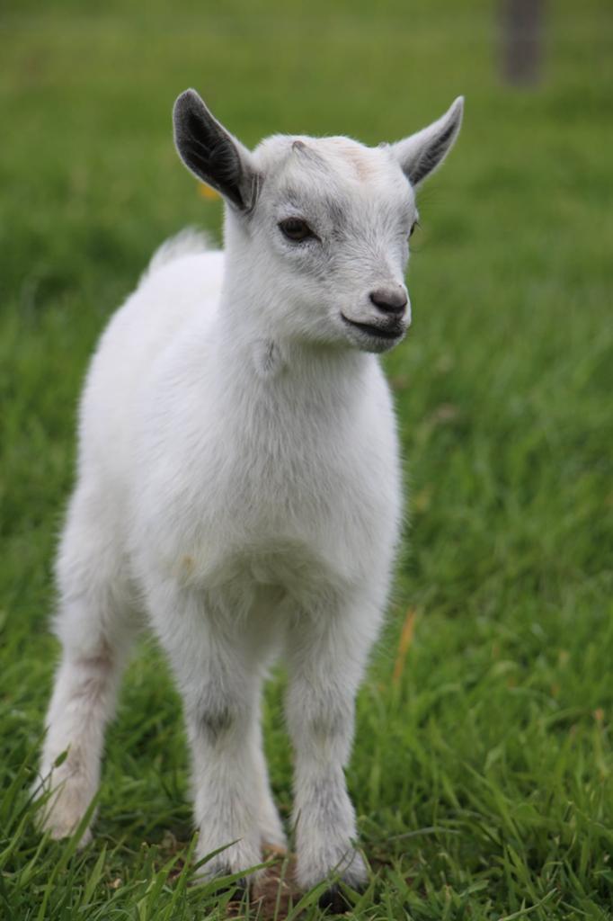 Dwerggeit boklammetje, Dieren en Toebehoren, Schapen, Geiten en Varkens, Mannelijk, Geit, 0 tot 2 jaar