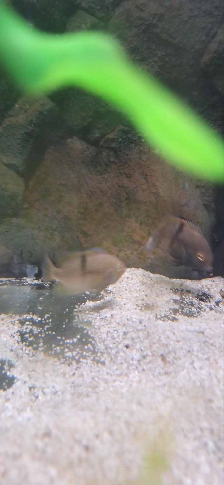 kweekkoppel sajica cichlide, Dieren en Toebehoren, Vis, Zoetwatervis