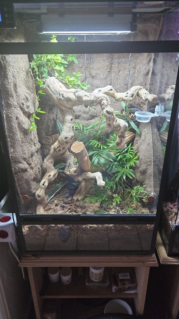 Wimpergekko inclusief terra, Dieren en Toebehoren, Hagedis, Met terrarium, 3 tot 6 jaar
