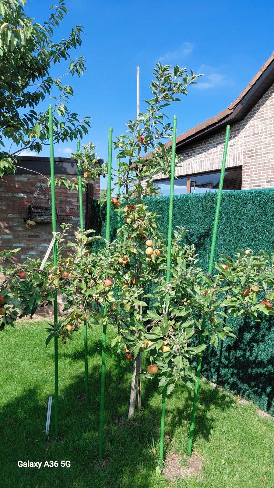 Gratis appelboompje., Tuin en Terras, Planten | Bomen, Ophalen