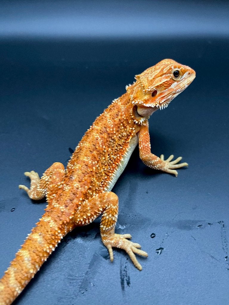 Pogona vitticeps hypo het-trans coral sunshine, Hagedis, Tam, 0 tot 2 jaar
