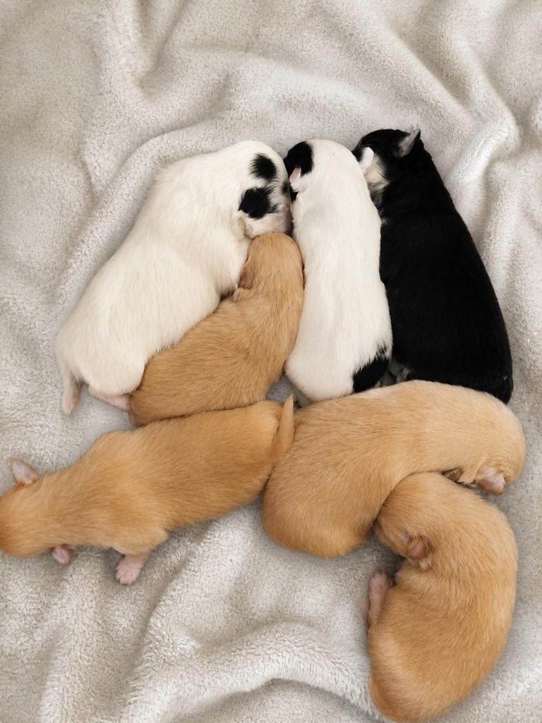 Kruising puppies kees malthezer geboren 21 april, Dieren en Toebehoren, Ophalen