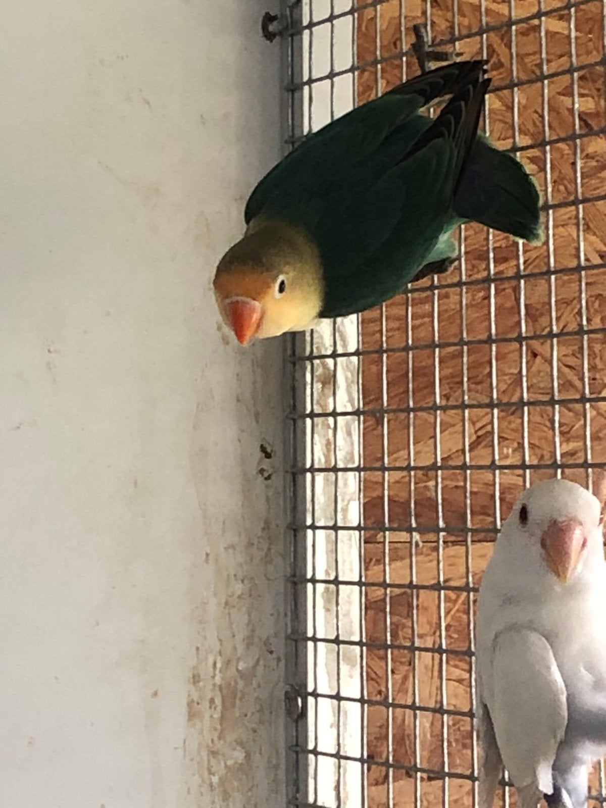 Ficherie bleu1 bleu2, Dieren en Toebehoren, Vogels | Parkieten en Papegaaien, Geslacht onbekend, Dwergpapegaai of Agapornis, Geringd