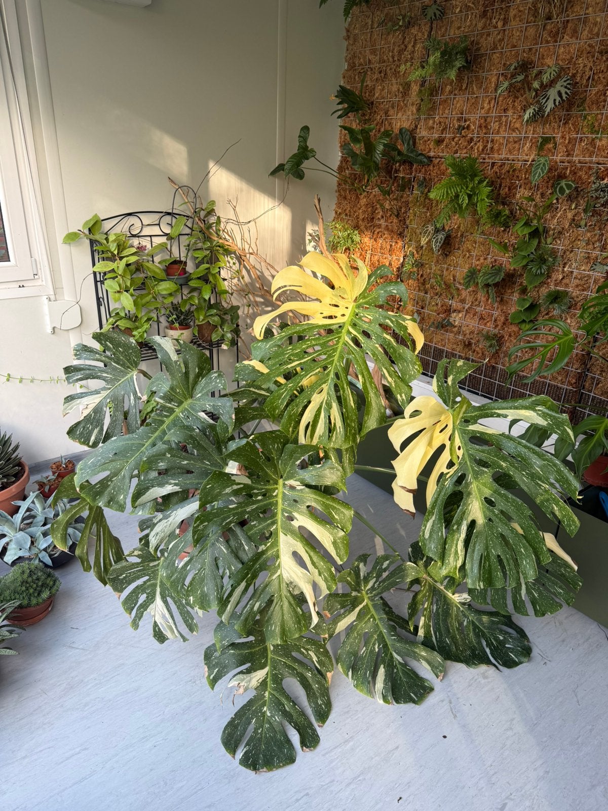 Monstera Thai Constellation xxl, Maison & Meubles, Plantes d'intérieur, Enlèvement ou Envoi