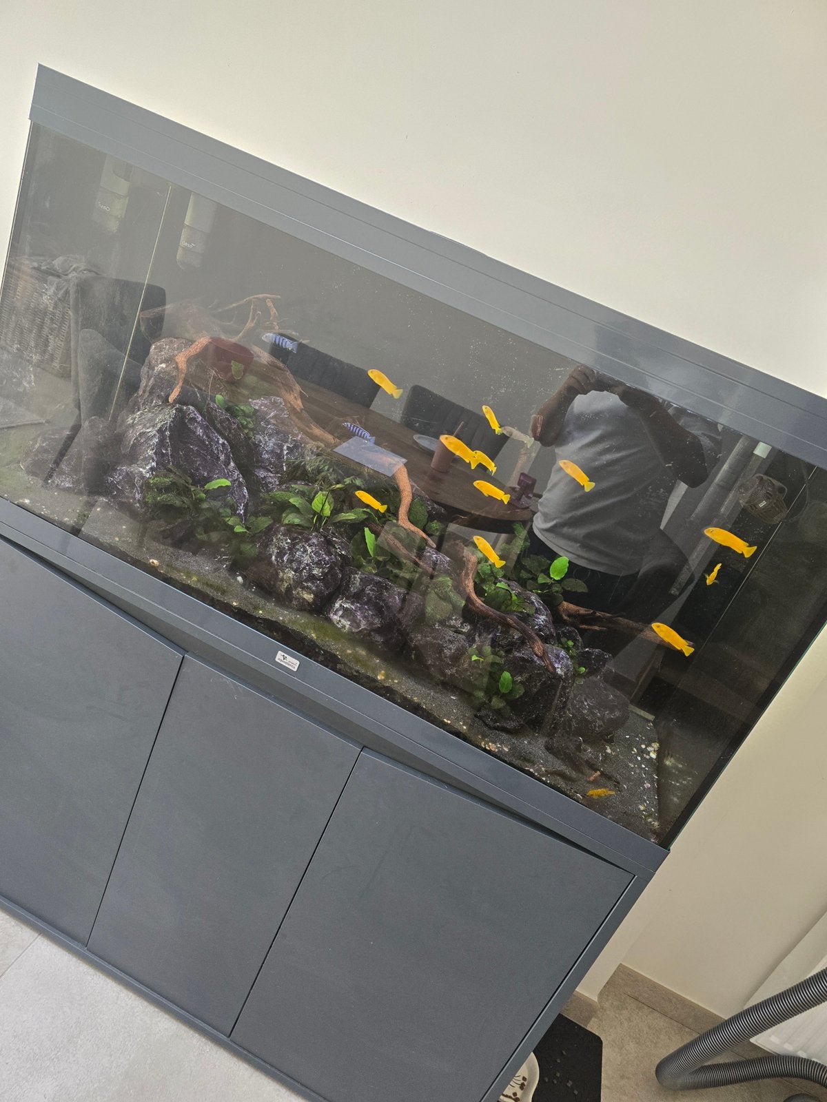 Aquatlantis Volga 350 – compleet Malawi aquarium, Dieren en Toebehoren, Ophalen, Gevuld zeewateraquarium, Aquatlantis, Gebruikt