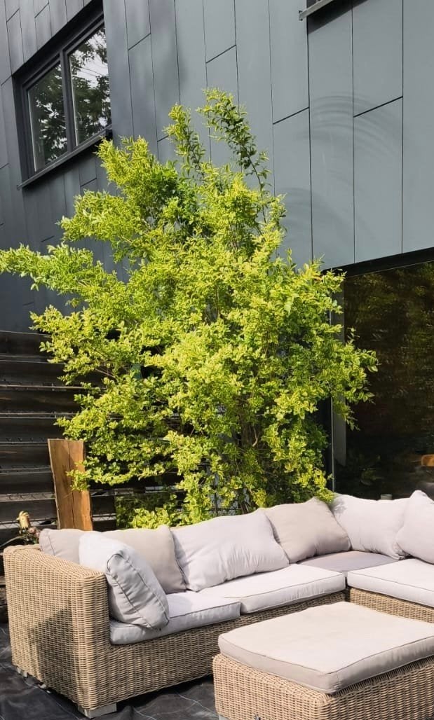 Vente de plantes ornementales à feuilles persistantes pou, Jardin & Terrasse, Plantes | Arbres, Enlèvement