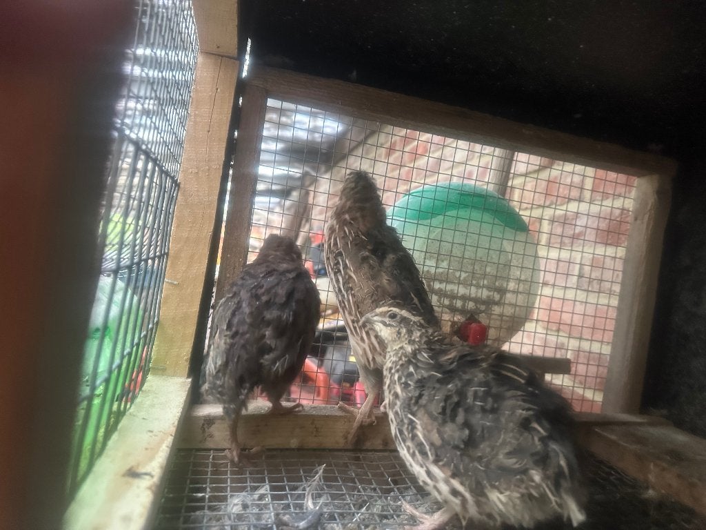 Cailles japonaises, Plusieurs animaux, Autres espèces