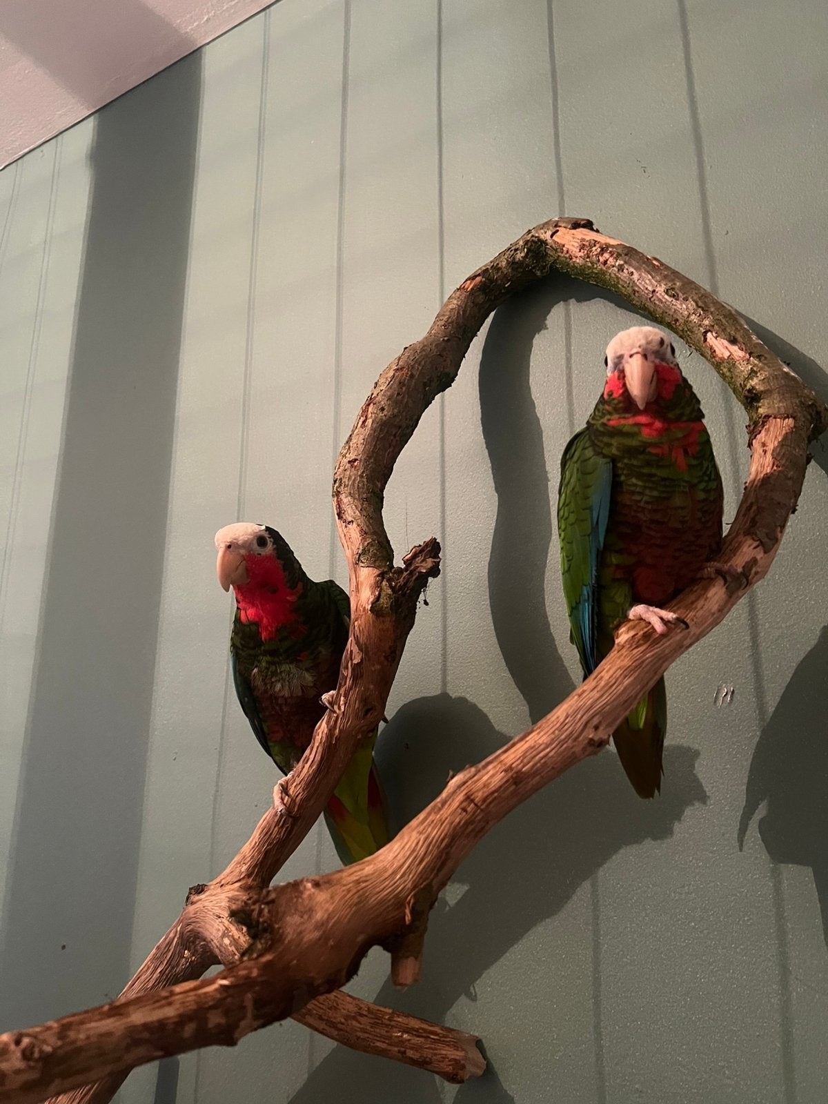 Couple amazone cuba, Dieren en Toebehoren, Vogels | Overige Vogels