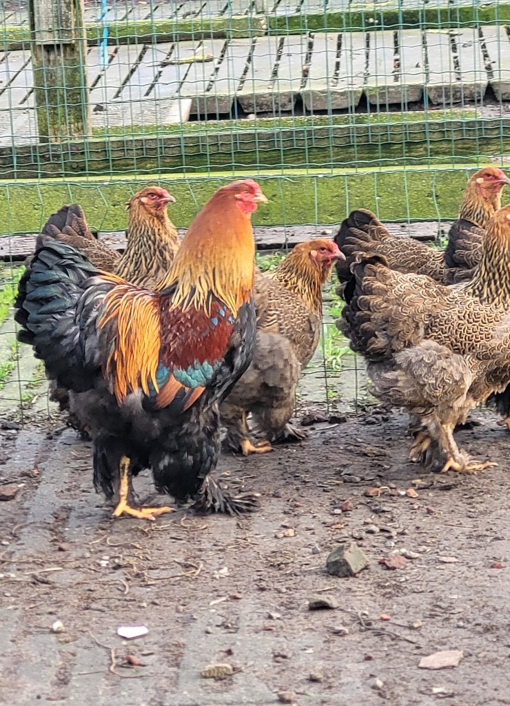 Foktoom Brahma goudpatrijs, Dieren en Toebehoren, Pluimvee