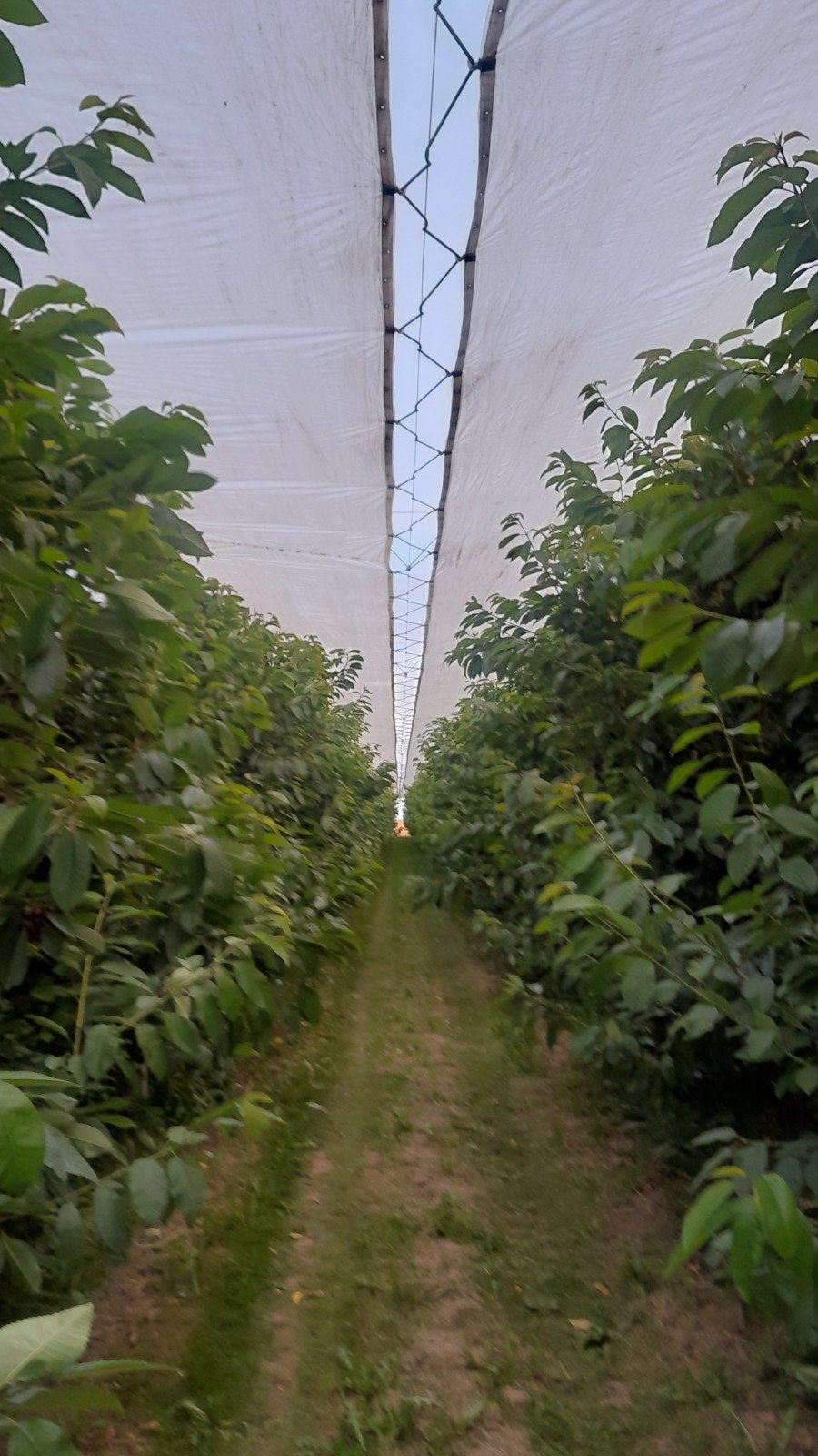 canopée pour la culture des cerises., Enlèvement, Arboriculture, Protection des cultures et Fertilisation