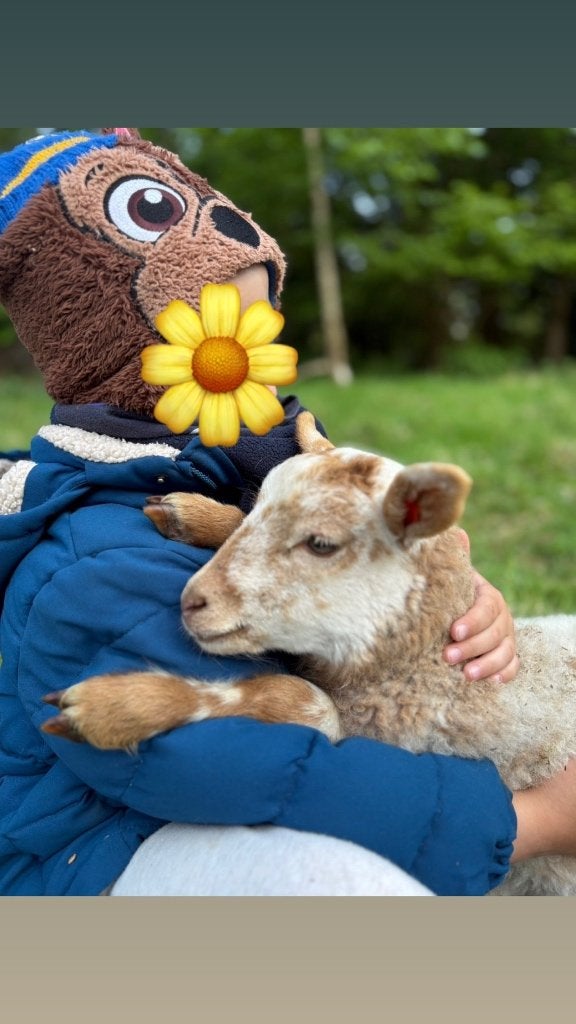Gezocht weide voor schaapjes, Pâturage