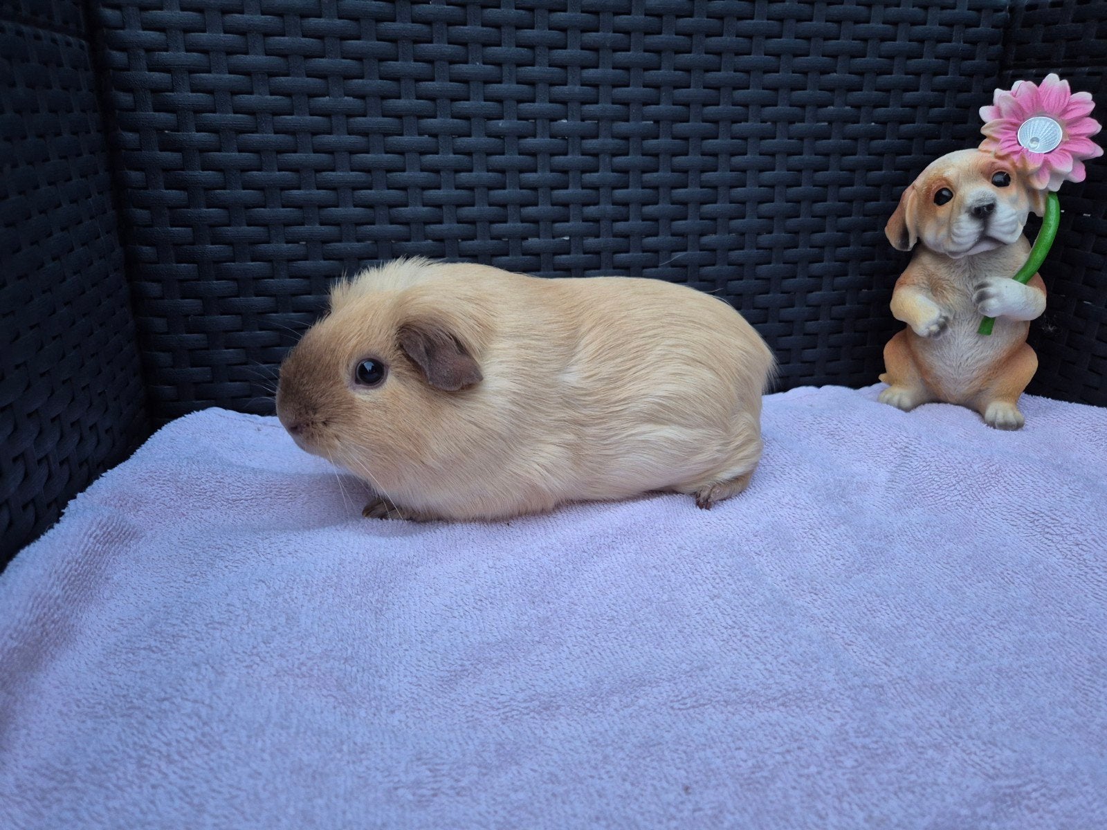 Mooi creme california choco gladhaar zeugje, Cavia, April, Vrouwelijk, Tam