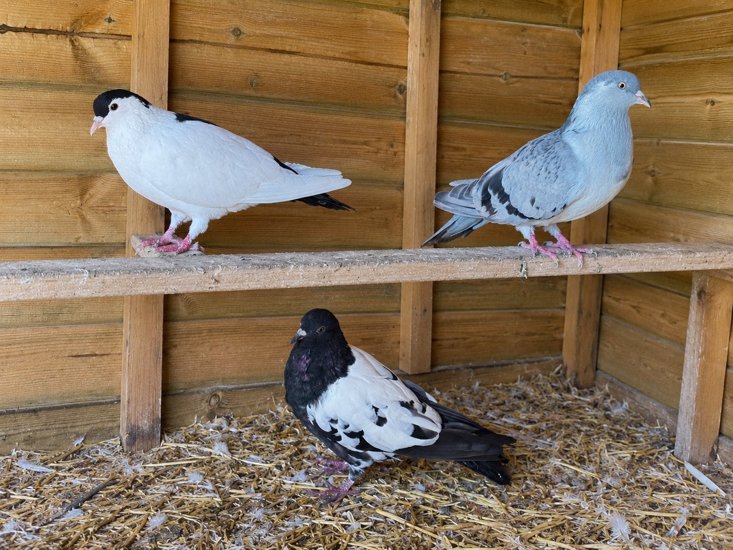 Afghan duiven, Plusieurs animaux, Canard