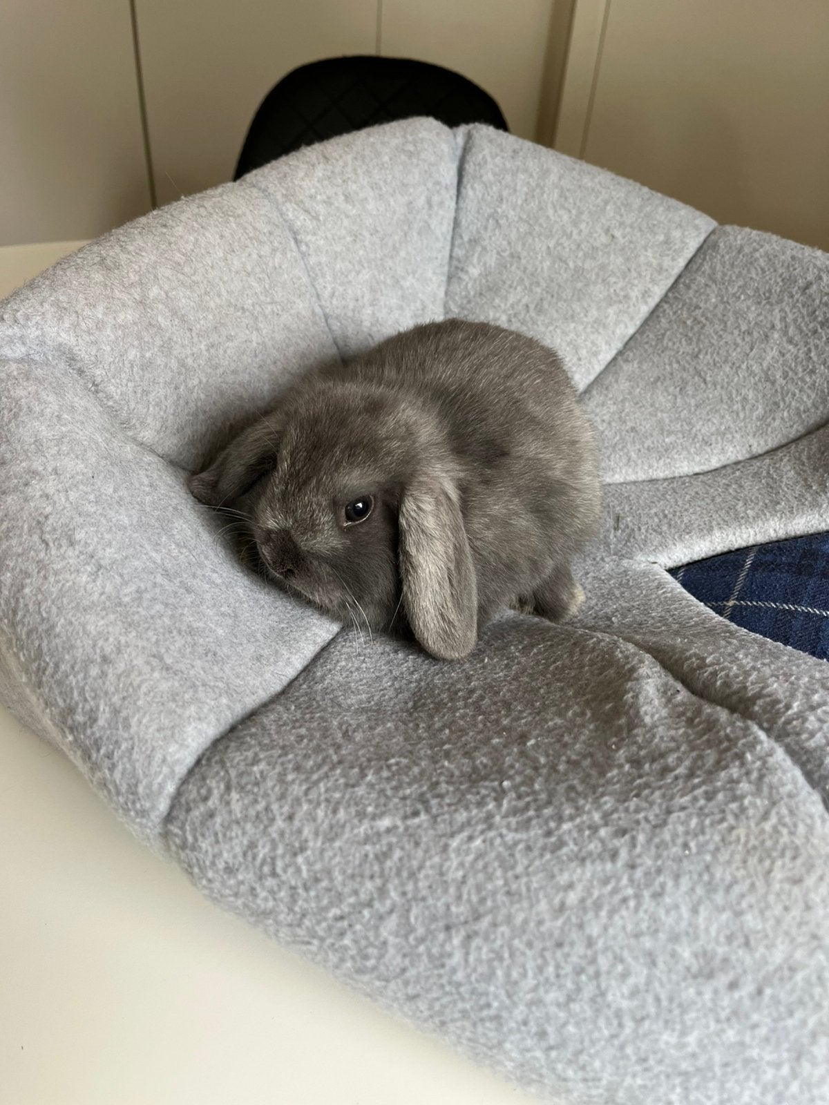 Schattig NHD konijntje voedster, Dieren en Toebehoren, Konijnen, Vrouwelijk, Dwerg, Hangoor, 0 tot 2 jaar
