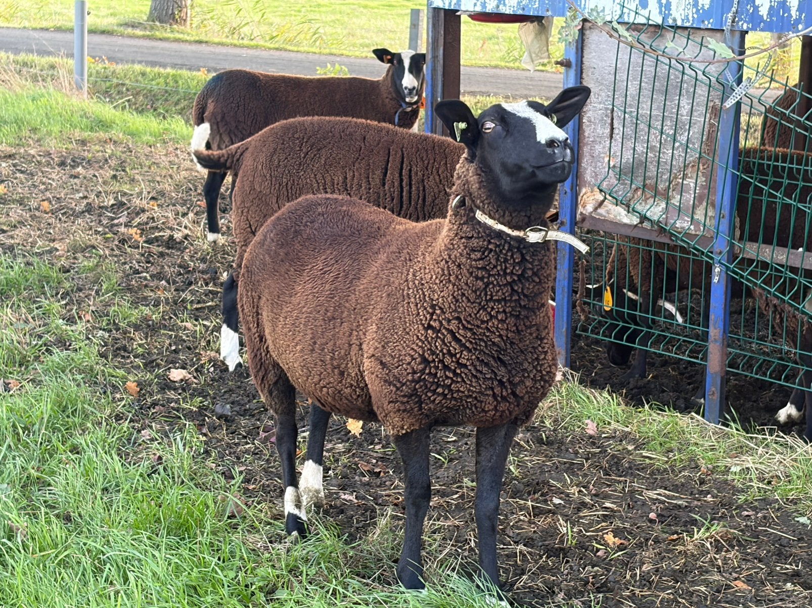 Zwartbles schapen vrouwelijk, Dieren en Toebehoren, Vrouwelijk