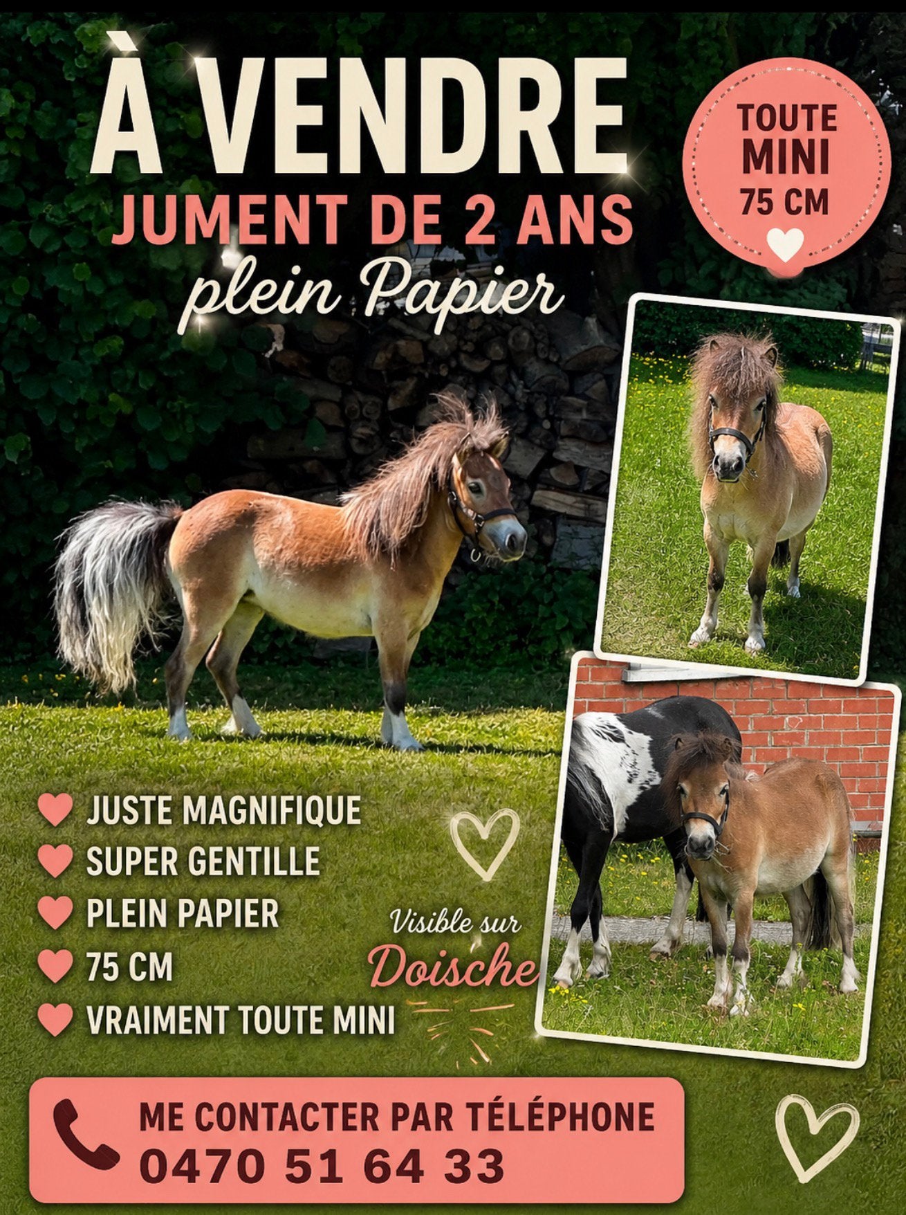 Mini jument super gentille 2ans, Enlèvement, Comme neuf