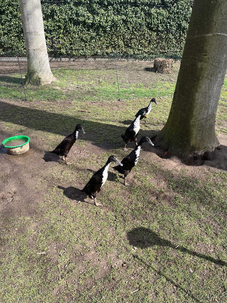 Broedeieren loopeenden, Sexe inconnu, Canard