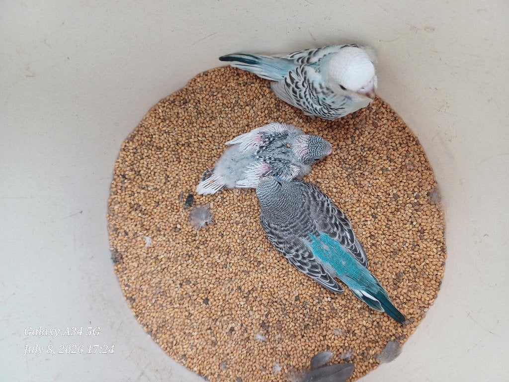 Grasparkieten baby voor handopfok, Parkiet, Tam