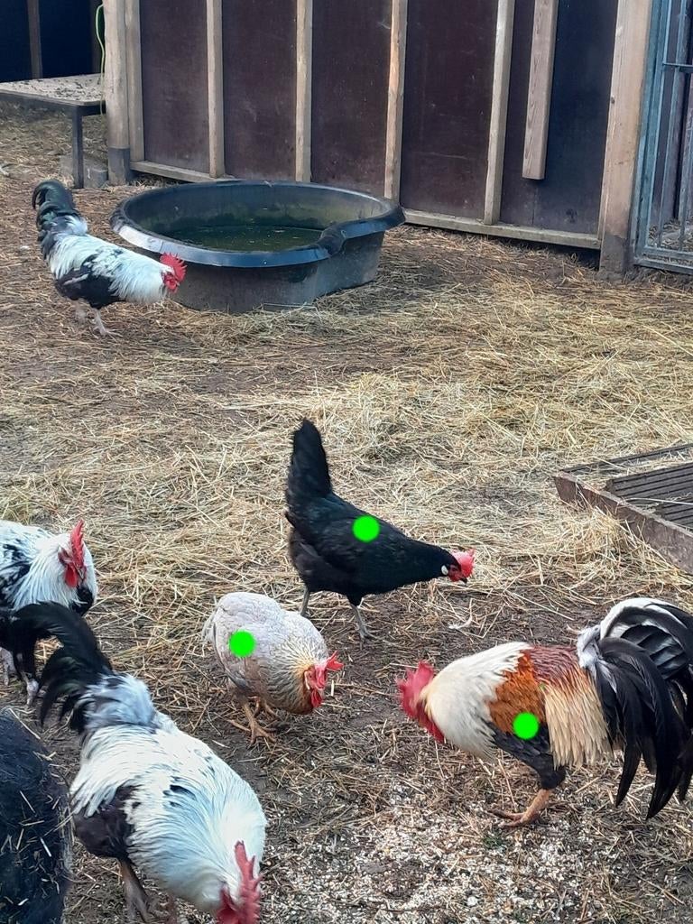 leghorn, Plusieurs animaux, Poule ou poulet