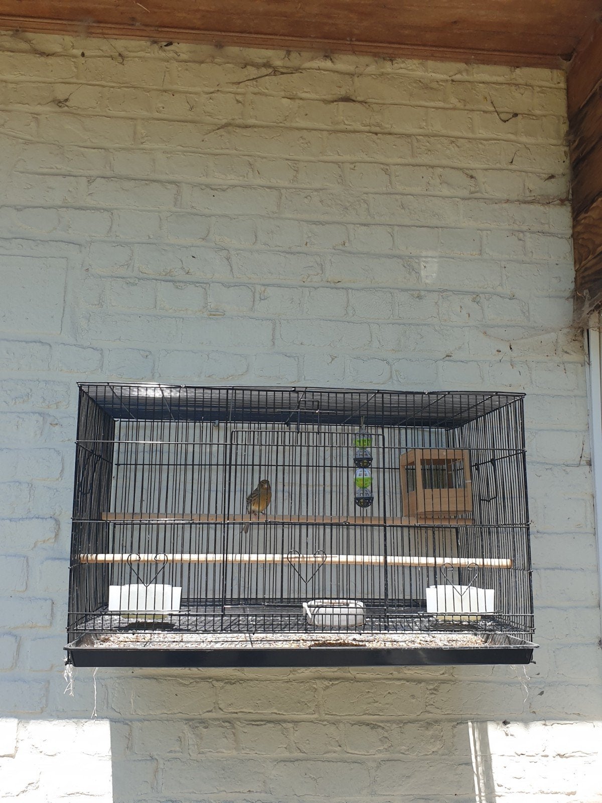Kanarie pop met kooi, Dieren en Toebehoren, Vogels | Kanaries, Vrouwelijk
