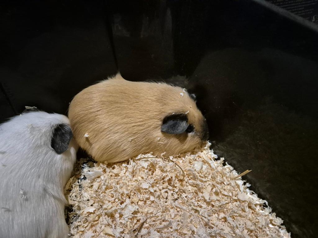 2 mooie california zwart gladhaar TTD cavia zusjes, Domestique, Novembre, Cobaye, Femelle