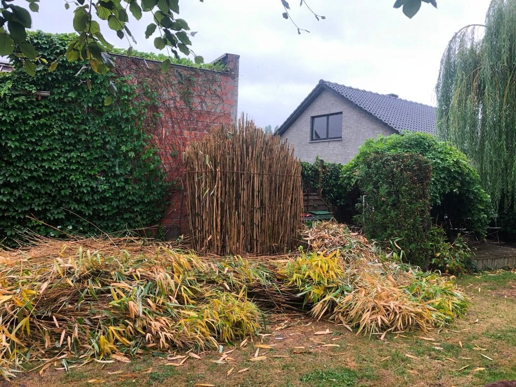 Gratis bamboe snoeisel, Tuin en Terras, Planten | Struiken en Hagen, Ophalen, Bamboe, Struik, 250 cm of meer