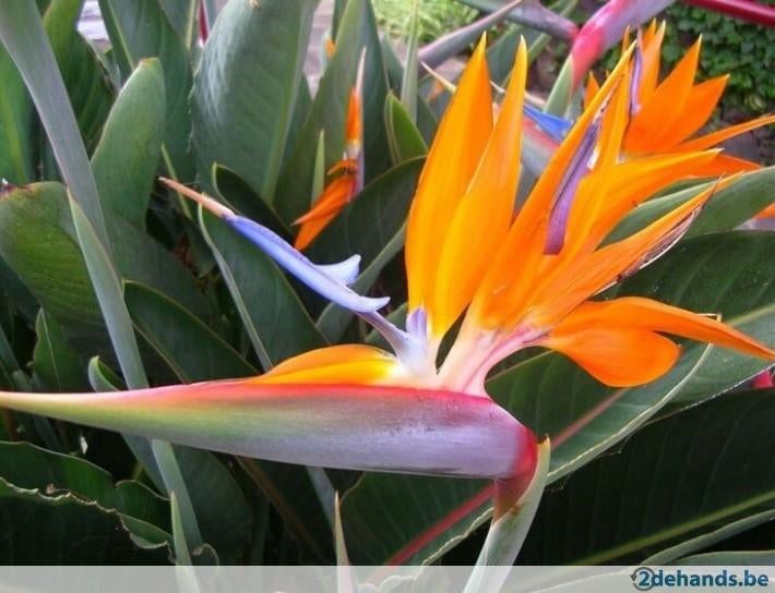 Paradijsvogel bloem ( strelitzia Reginea), Jardin & Terrasse, Plantes | Jardin, Enlèvement ou Envoi, Été