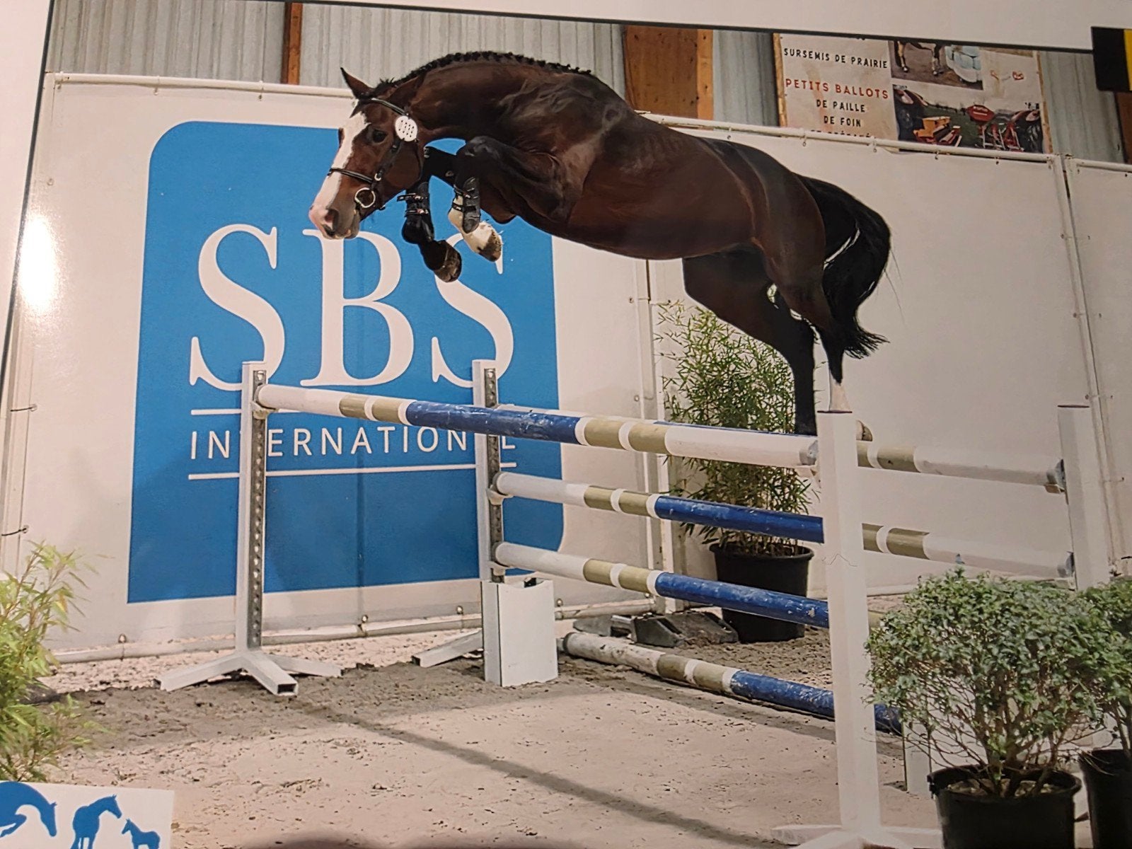 GEZOCHT: SPRINGRUITER 1m30 & RUITERS VOOR JONGE PAARDEN