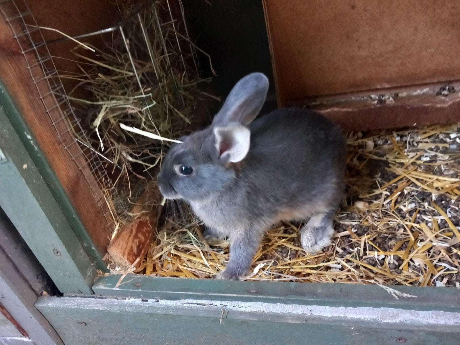 Dwergkonijnen, Dieren en Toebehoren, Mannelijk, Dwerg