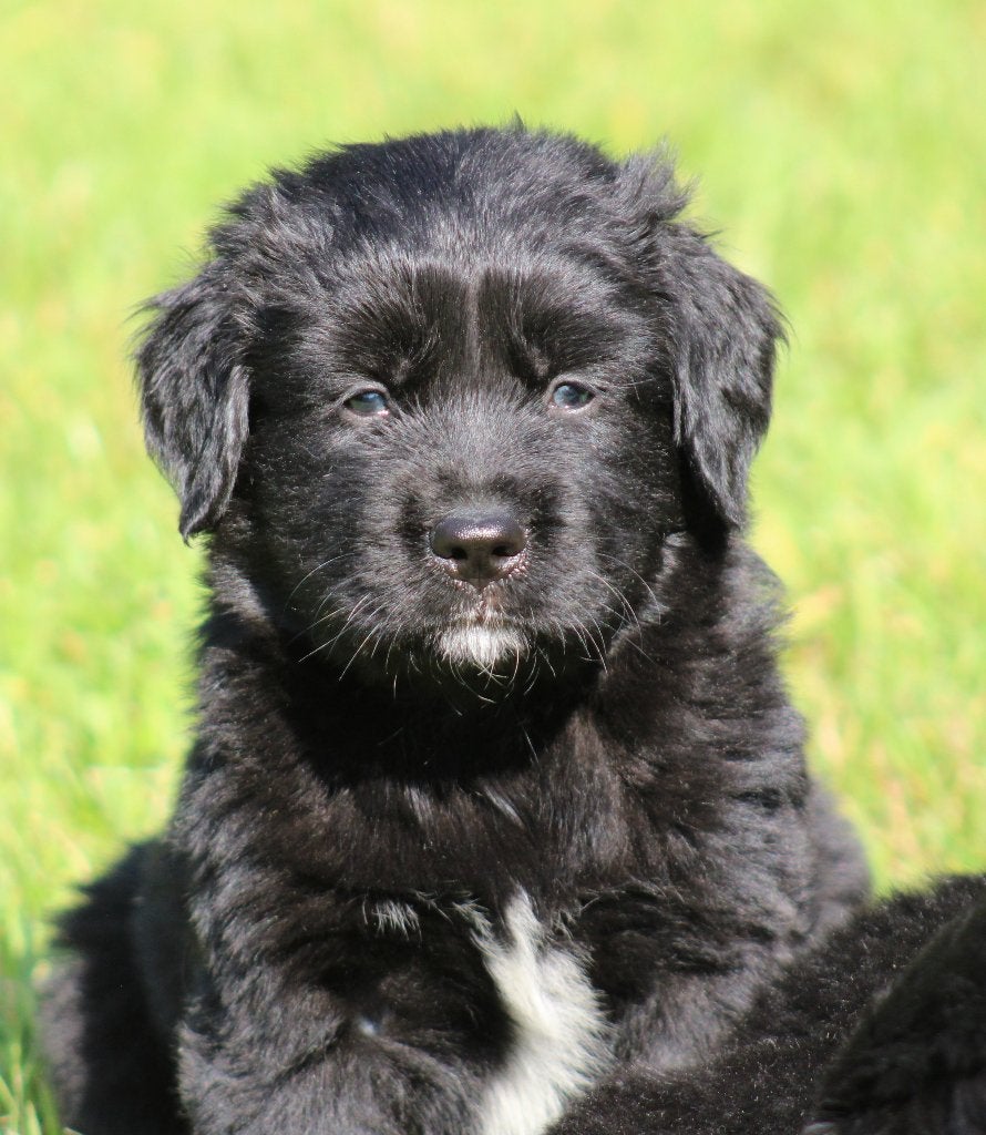 Boulab pups ( Labrador x Berner Sennen ), Dieren en Toebehoren, België, CDV (hondenziekte), 8 tot 15 weken, Labrador retriever
