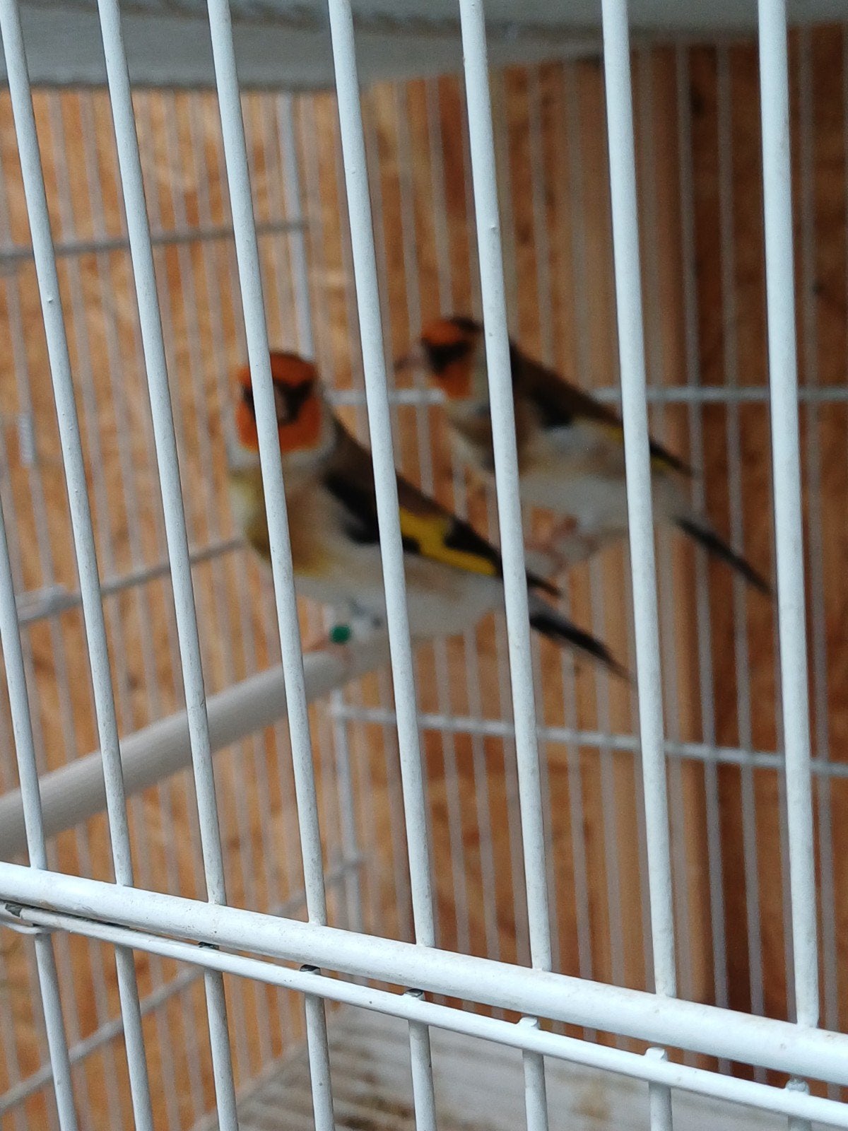 putters xxl, Dieren en Toebehoren, Meerdere dieren
